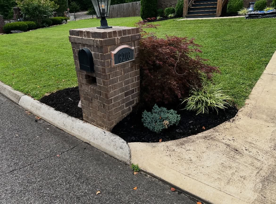 Brick mailbox landscape bed with fresh black mulch and Japanese maple