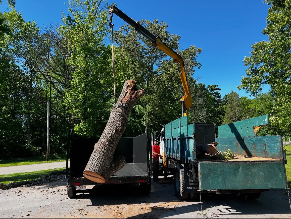 Large tree trunk lifted by crane truck into dump trailer after big tree removal