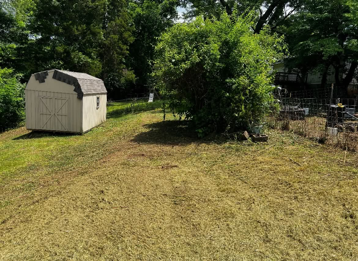 Shed area restored after thick brush and vine removal