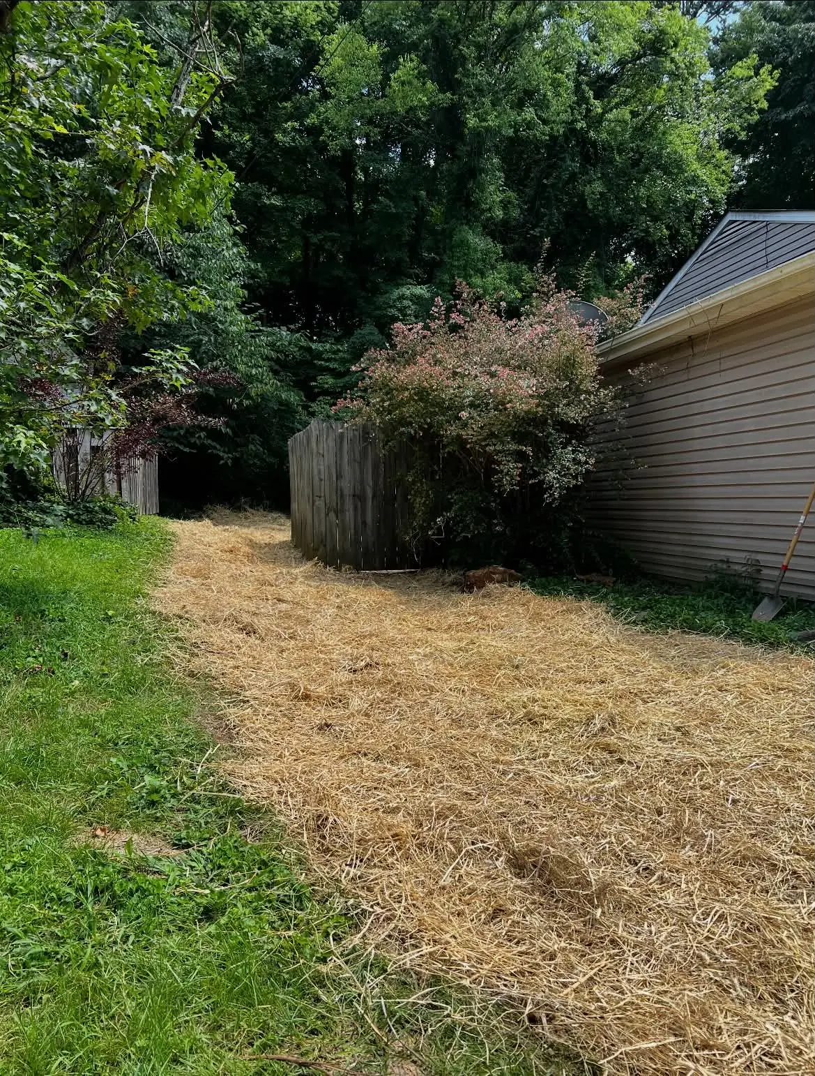 Backyard side yard covered in fresh straw after seeding and cleanup