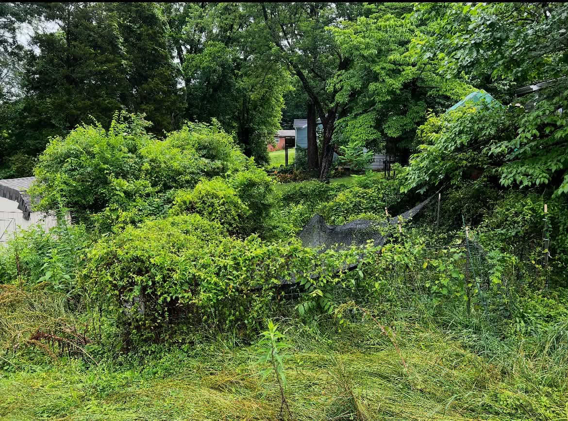 Backyard consumed by invasive brush before mulching