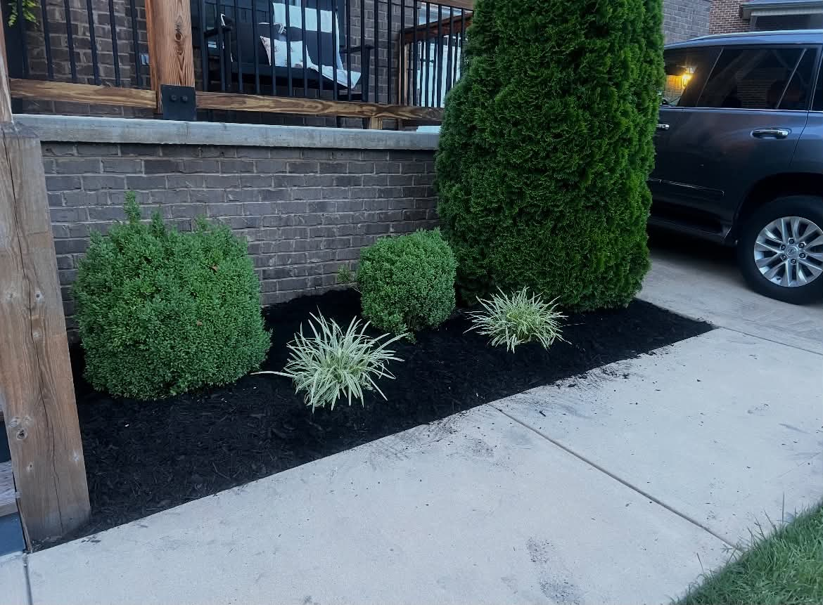 Front walkway planting bed with boxwoods, arborvitae, and fresh mulch