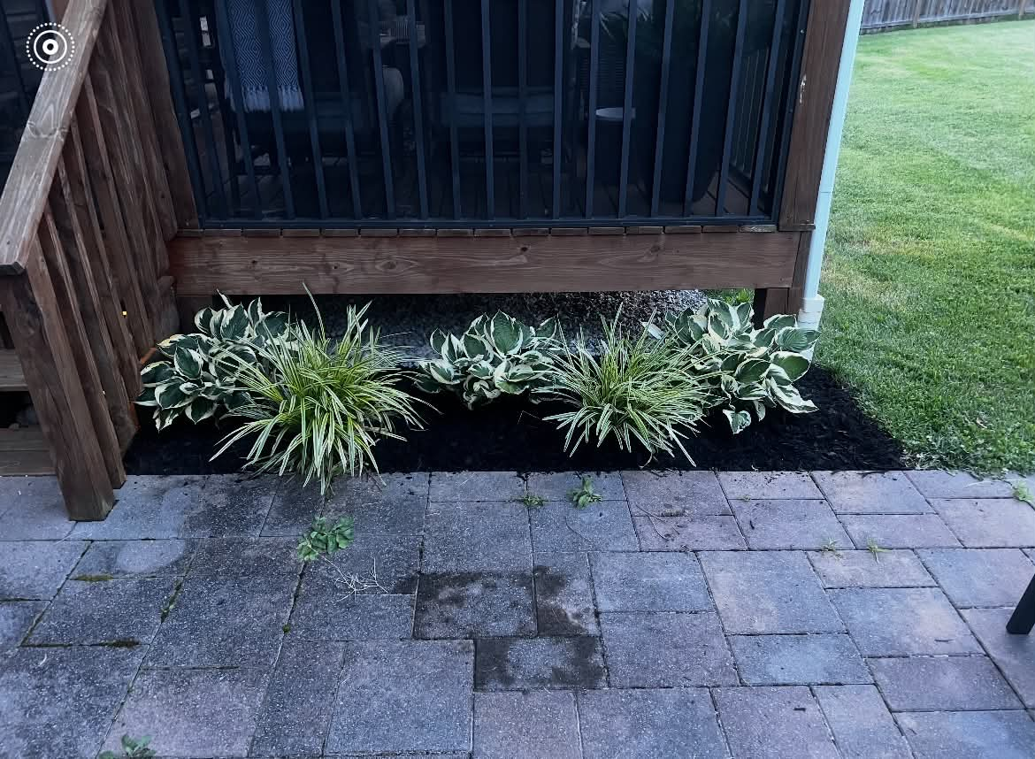 Deck-side hosta and liriope planting bed with fresh black mulch