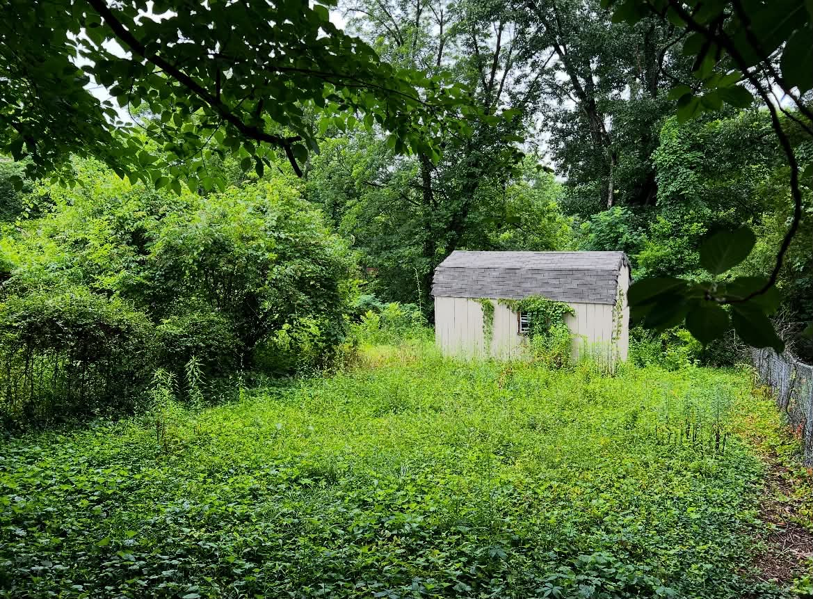 Shed surrounded by tall weeds and undergrowth before reclaim