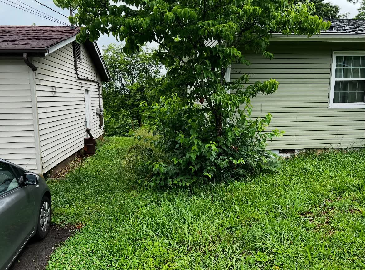 Overgrown yard beside home before clearing