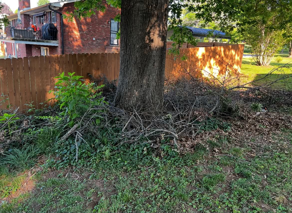 Heavy brush and debris around tree base before cleanup