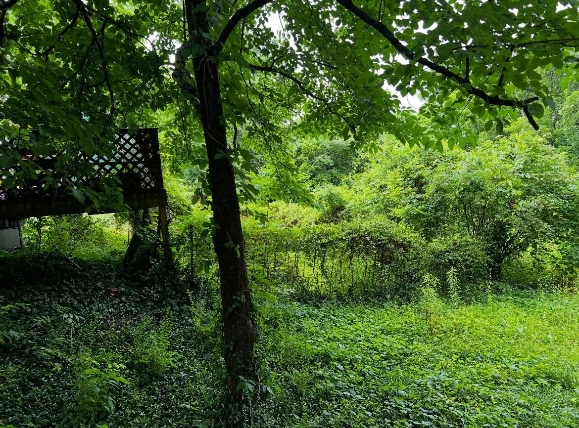 Wooded property edge with heavy undergrowth before clearing