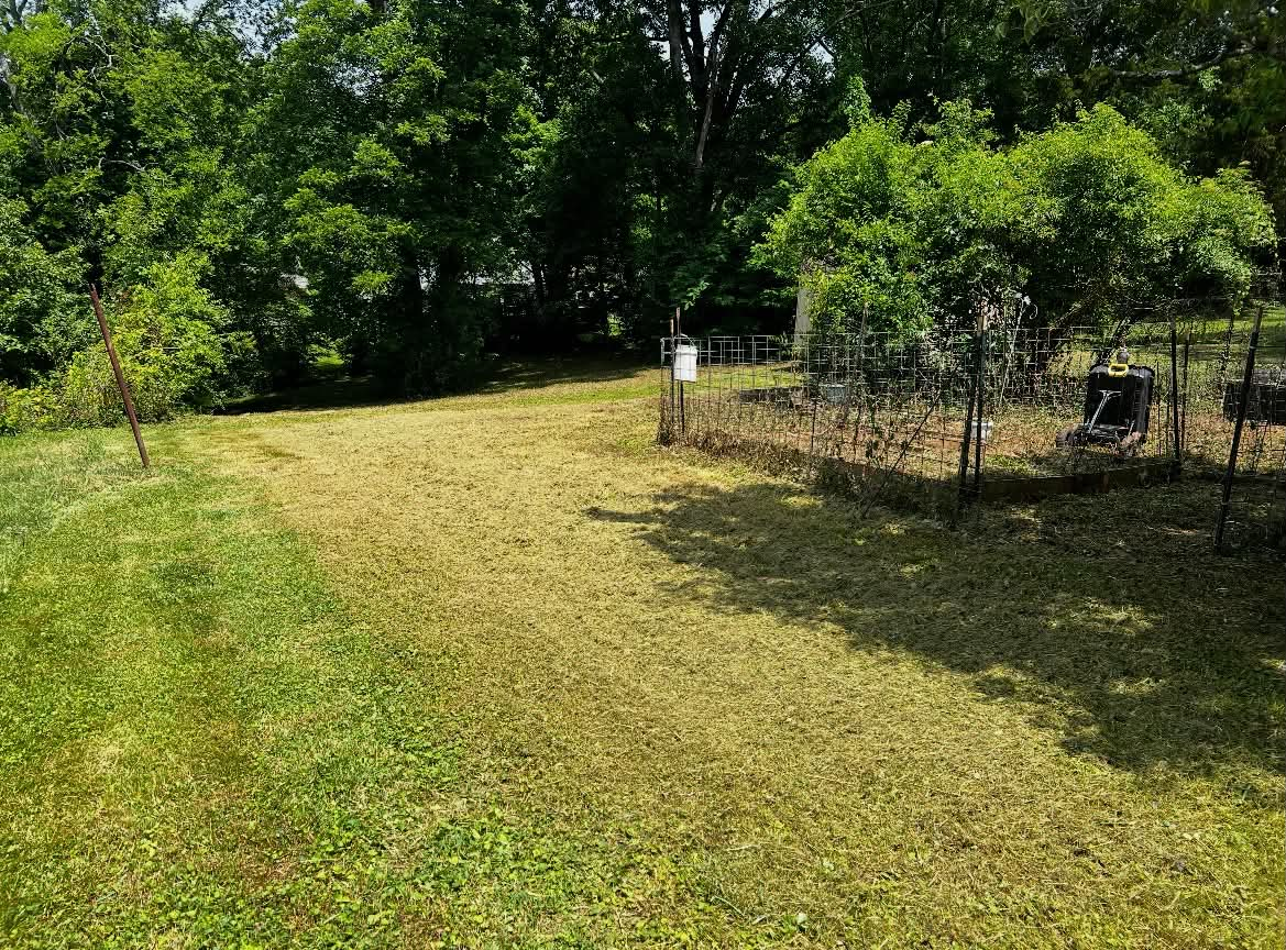 Fence line and backyard opened up after brush clearing