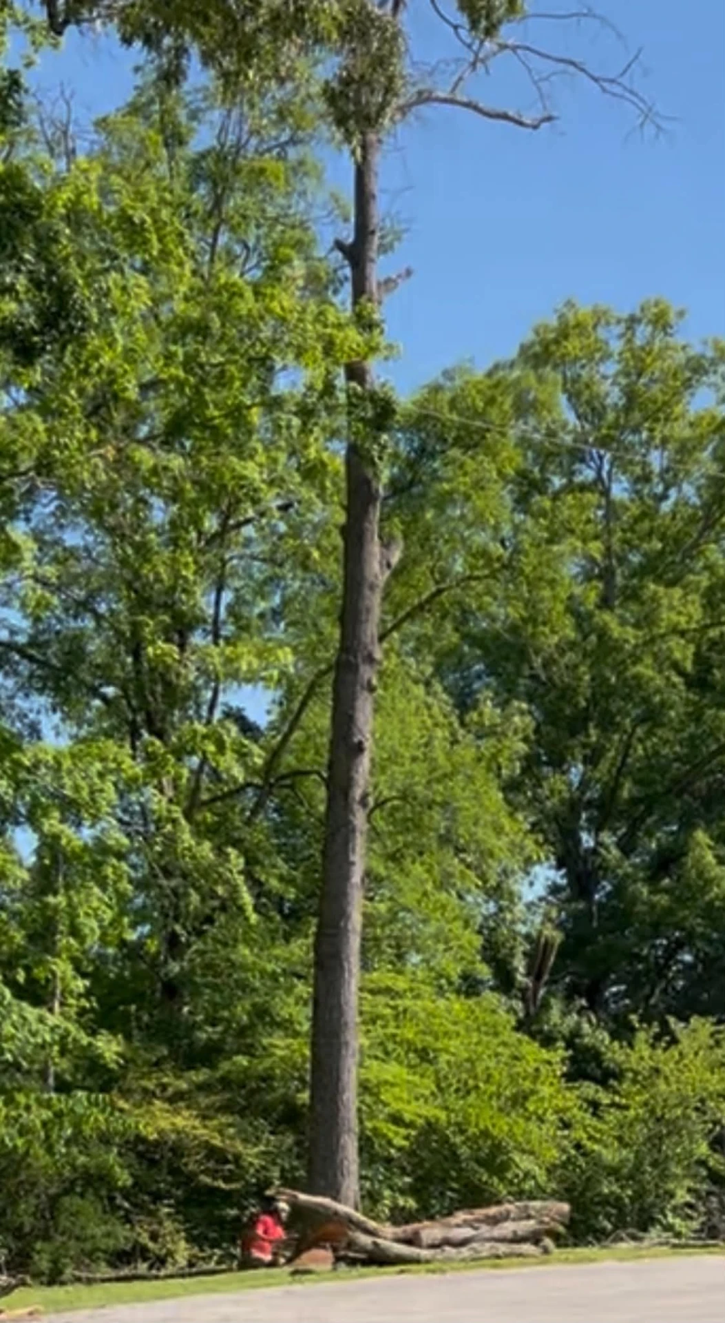 Tall damaged tree standing before removal