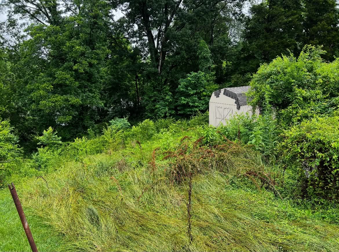 Tall weeds and briars around storage shed before reclaim