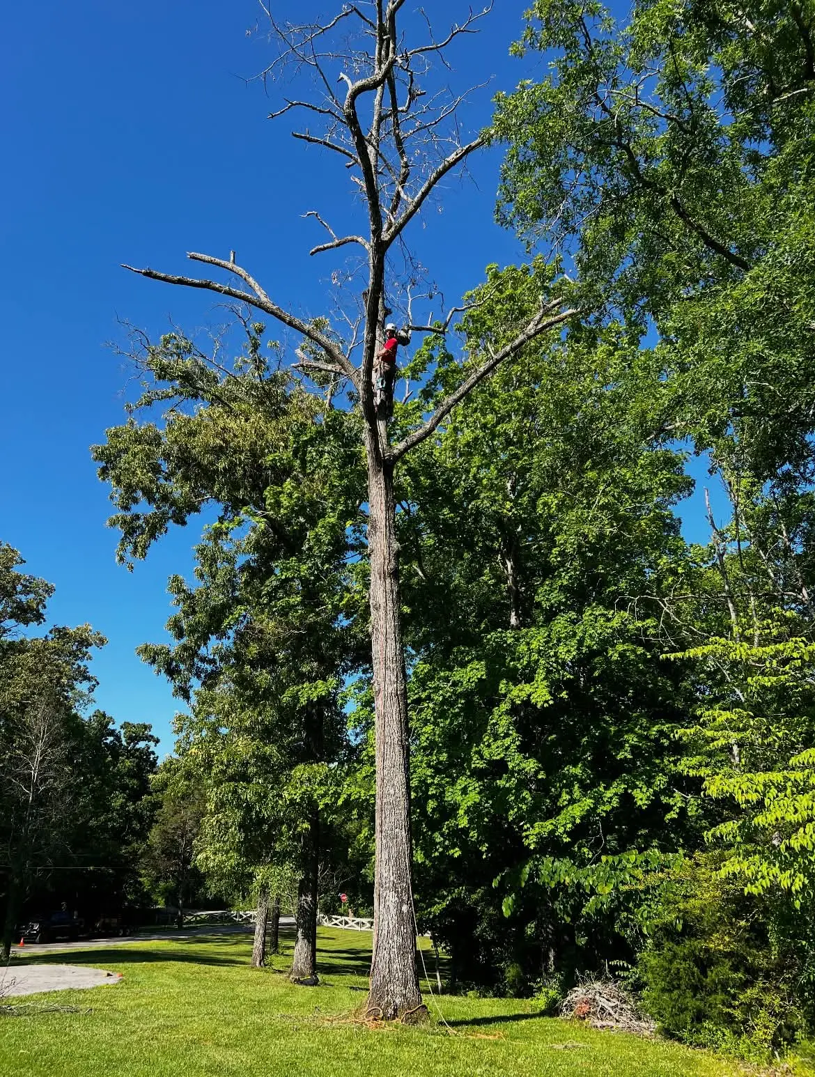 Climber working high in large tree before final removal