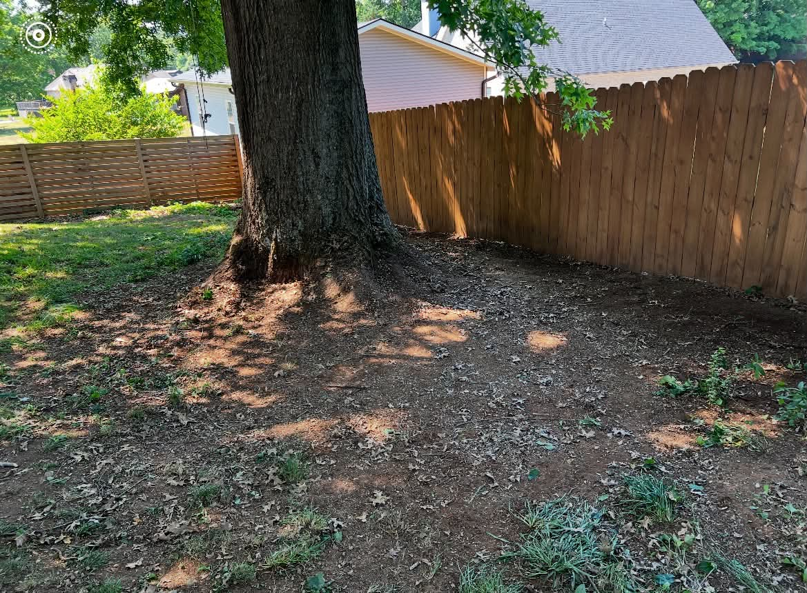 Yard cleared to bare ground around tree after brush removal