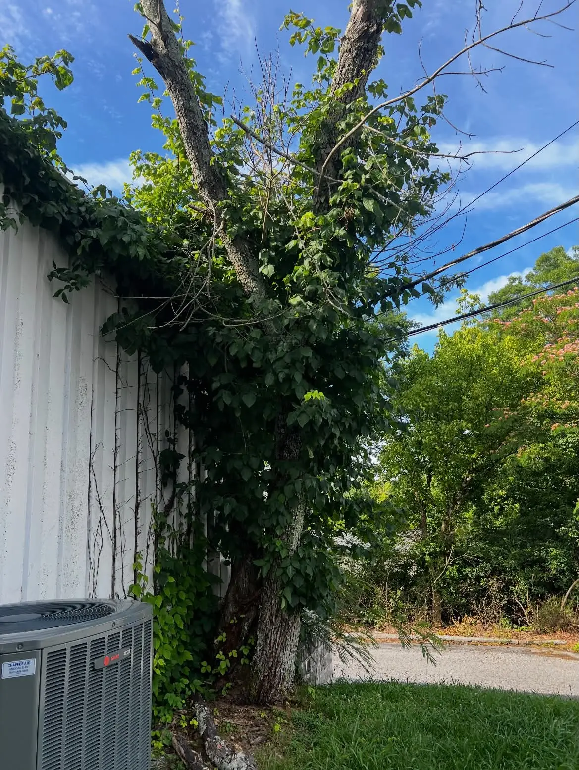 Tree and vine overgrowth climbing beside building before removal