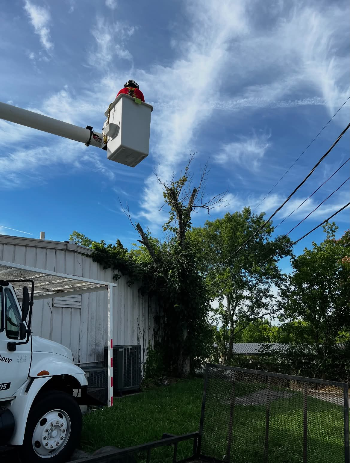Bucket truck working a vine-covered tree near utility lines before removal is complete