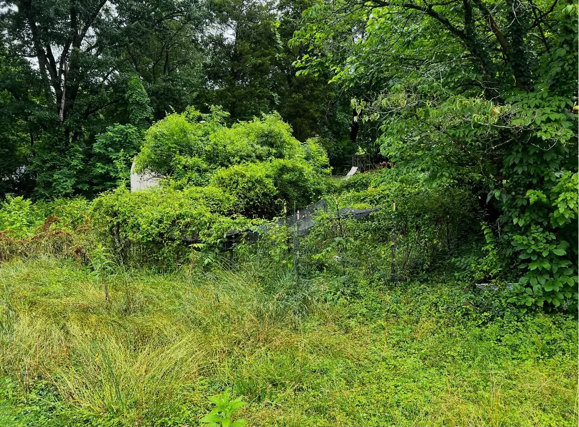 Dense brush and vines overtaking fence line before clearing